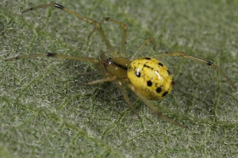 Enoplognatha_ovata_D8196_Z_88_Bij afgraving_Nederland.jpg